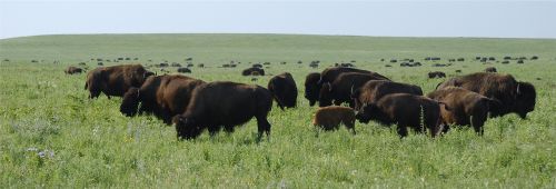 Bison Herd